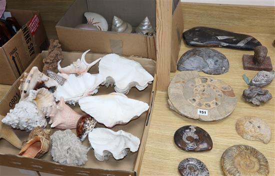 A collection of ammonites and shells